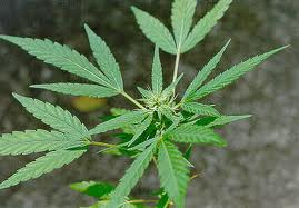 Cannabis sativa